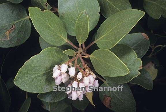 arctostaphylos patula 4 graphic